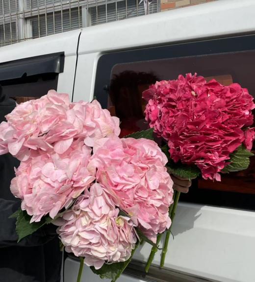 同城甄选肯尼亚进口绣球1支 商品图2