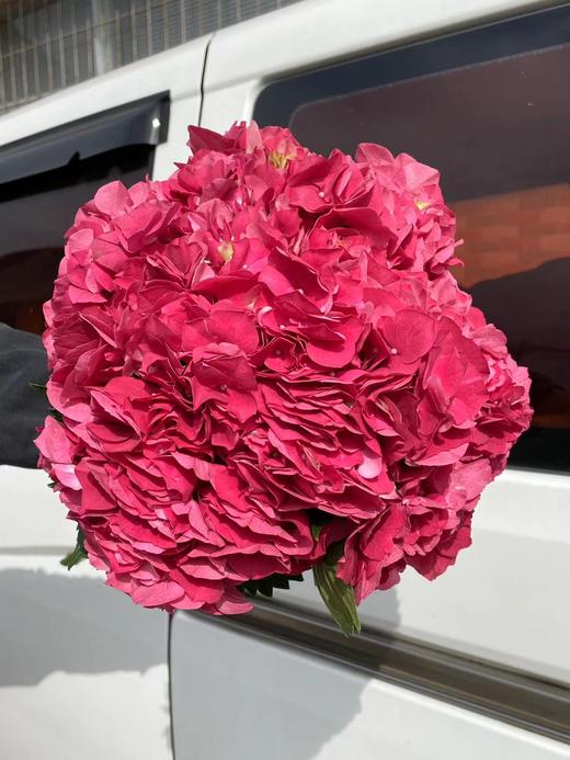 同城甄选肯尼亚进口绣球1支 商品图9