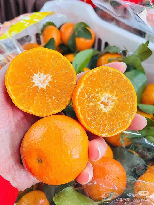 金秋砂糖橘·2斤装 商品图1