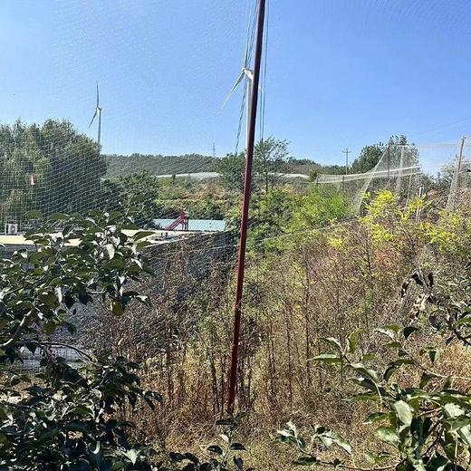 【青山脆柿 】山泉水灌溉 露天自然生长，霜降树熟采摘，超长果期不催熟，不硬吃脆甜，软吃蜜甜。 商品图6