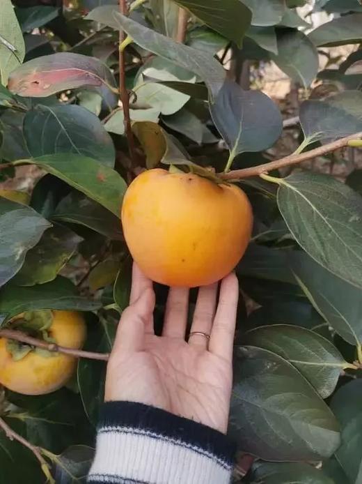 【青山脆柿 】山泉水灌溉 露天自然生长，霜降树熟采摘，超长果期不催熟，不硬吃脆甜，软吃蜜甜。 商品图1