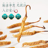 【一件包邮 传统滋补】蔡府3A冬虫夏草4g/170038 内含18根根根甄选虫体饱满有光泽 甘肃/青海/内蒙古/新疆/西藏/宁夏/海南/港澳台不发货 商品缩略图2