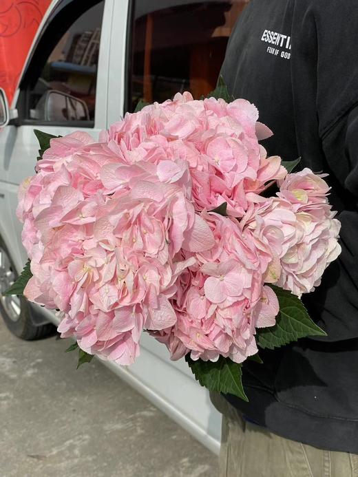 同城甄选肯尼亚进口绣球1支 商品图8