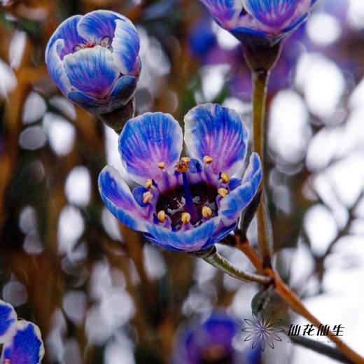 配花 | 平头腊梅梦幻紫 商品图1