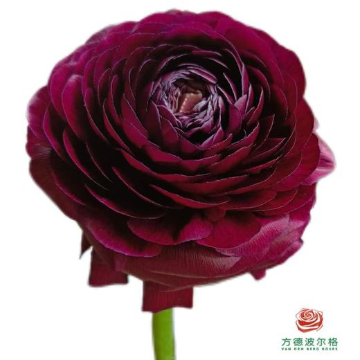 洋牡丹-黑天鹅 商品图0