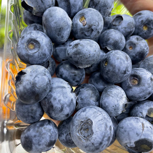 进口蓝莓 盒装125g/盒 商品图1