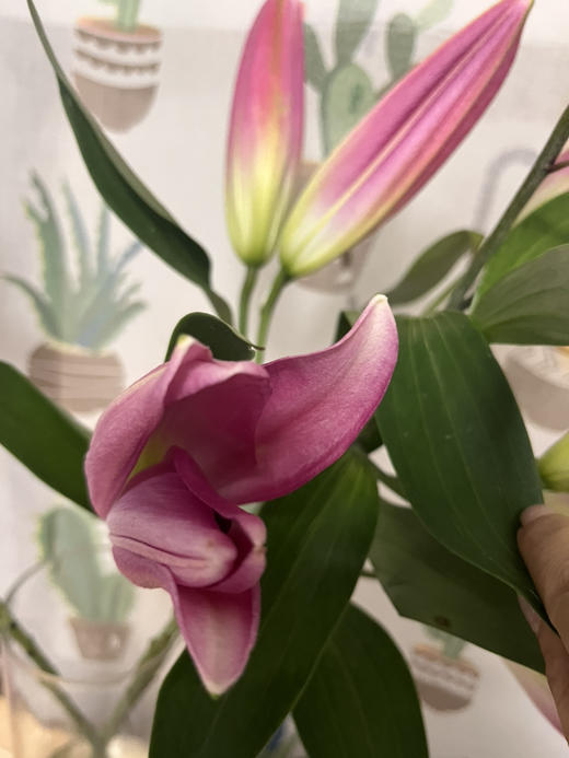 眉粉百合，超级大花苞，A级品质，4-5头/支一组两支 商品图1