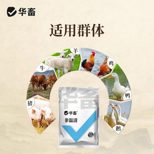 华畜非温清猪圆环蓝耳抵抗病毒猪瘟母猪保健用清瘟增强免疫添加剂 商品图3