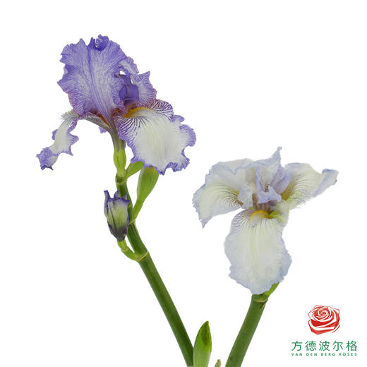 德国鸢尾-紫色 1枝 商品图4