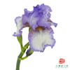 德国鸢尾-紫色 1枝 商品缩略图3