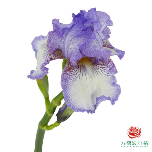 德国鸢尾-紫色 1枝 商品图3
