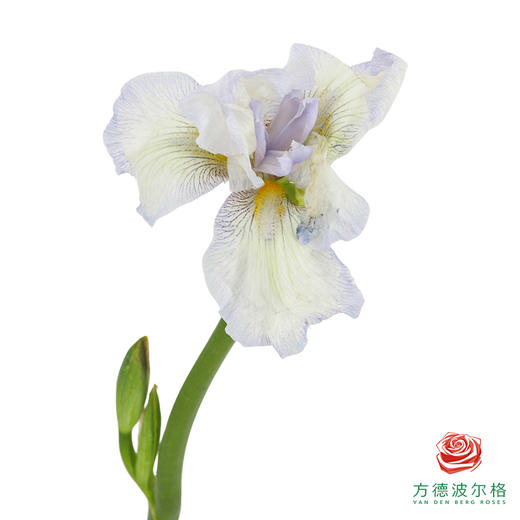 德国鸢尾-紫色 1枝 商品图2