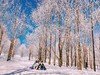 哈尔滨亚布力雪乡环线6天5晚亲子营（2025冬令营） 商品缩略图1