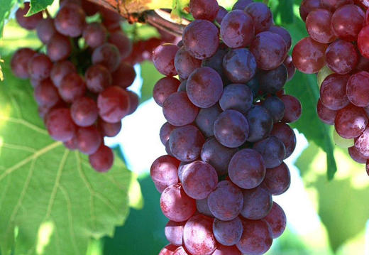 双十一。特别优惠 三合一 商品图4