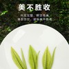 2026新茶 春贡·头采安吉白茶礼茶 茶叶白富美90g（3罐*30g) 商品缩略图6