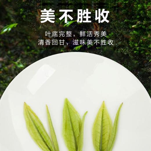 2026新茶 春贡·头采安吉白茶礼茶 茶叶白富美90g（3罐*30g) 商品图6