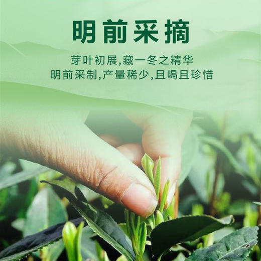 2026新茶• 春贡·明前龙井礼茶 狮峰珍品 大师级好茶150克（3罐*50g） 商品图2