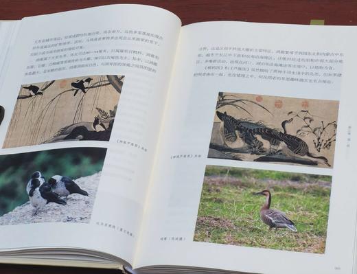 《形理两全：宋画中的鸟类》，签名本，陈水华 著，小16开，精装，308页，浙江古籍出版社2024年2月一版一印。定价138，售价108元。 商品图10