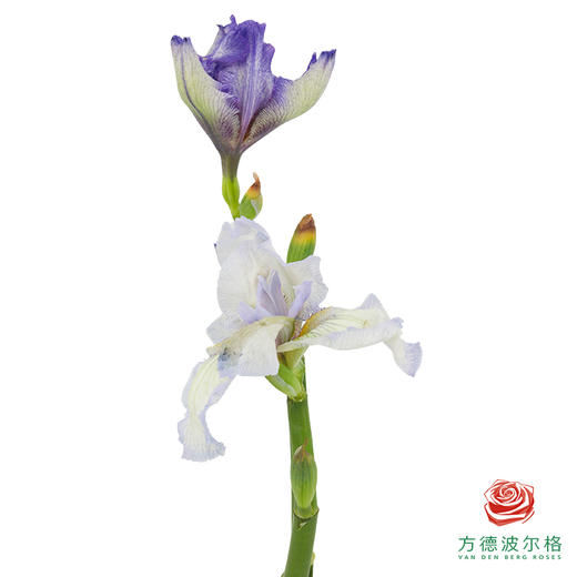德国鸢尾-紫色 1枝 商品图1