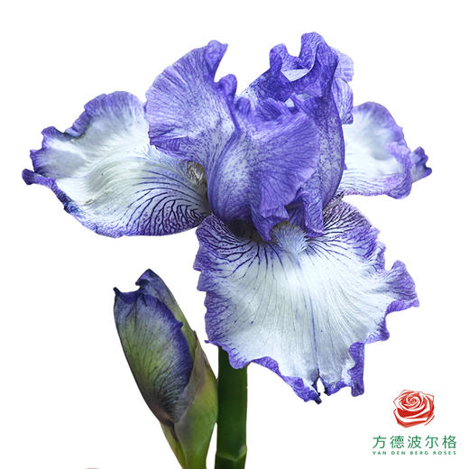 德国鸢尾-紫色 1枝 商品图0