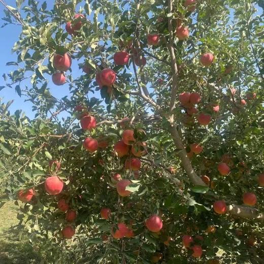 【新疆阿克苏冰糖心苹果】顺丰/京东包邮 香甜多汁 脆甜爽口 果形饱满 味道清新不甜腻 4种规格任选 商品图6