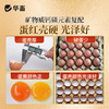 华畜蛋优宝(5%蛋鸡产蛋期)复合预混合饲料25kg 商品缩略图3