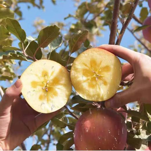 【新疆阿克苏冰糖心苹果】顺丰/京东包邮 香甜多汁 脆甜爽口 果形饱满 味道清新不甜腻 4种规格任选 商品图2