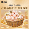 华畜蛋优宝(5%蛋鸡产蛋期)复合预混合饲料25kg 商品缩略图4