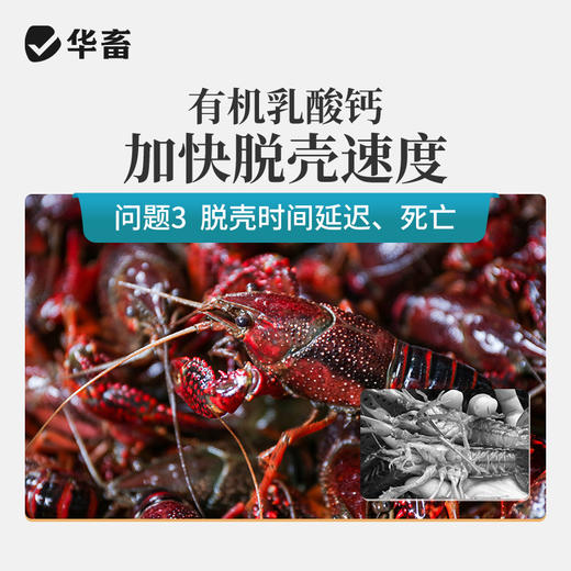 华畜乳钙 优能钙1L 选用有机钙吸收更充分 商品图3