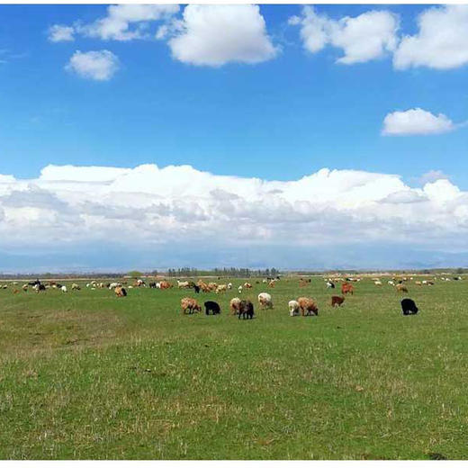 新疆牛/羊肉组合装臻品礼盒 商品图1