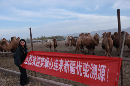 【驼初段乳】100%纯驼乳粉460g/罐✓双有机✓富硒✓低GI！多项专利低温锁鲜技术，不腥不膻，来自新疆阿克苏柯坪县双峰驼 ，驼奶粉 460g/罐 （20g*23条） 商品图1