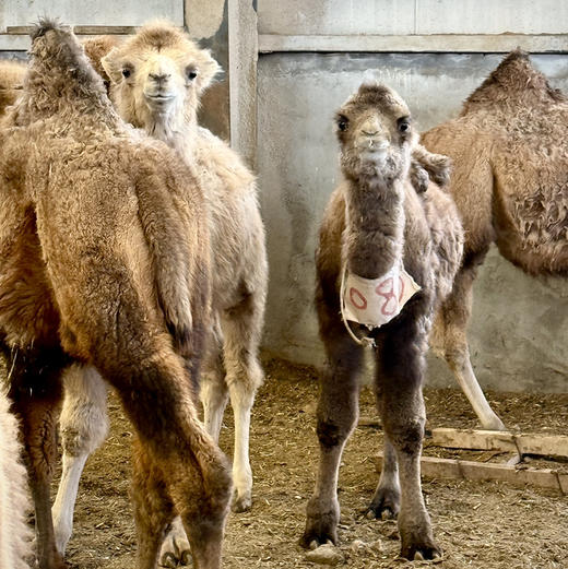 【驼初段乳】100%纯驼乳粉460g/罐✓双有机✓富硒✓低GI！多项专利低温锁鲜技术，不腥不膻，来自新疆阿克苏柯坪县双峰驼 ，驼奶粉 460g/罐 （20g*23条） 商品图12