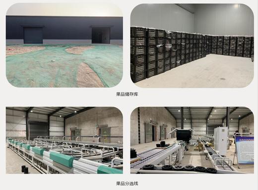 有机雨露香梨 商品图13