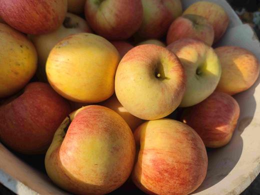 立君满满苹果 商品图1