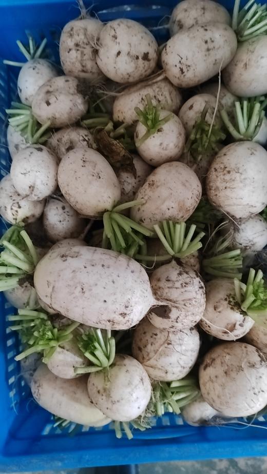 白萝卜1份（500g以上）（因季节雨水原因，略带口味哦~） 商品图6