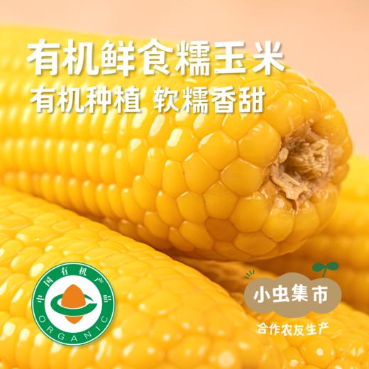 有机鲜食糯玉米 5斤装*10根 | 合作农友生产，产自黑龙江青冈县，生产者：刘福财 *【公平贸易农人定价】 商品图0