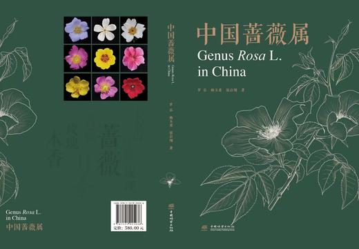 中国蔷薇属 商品图1
