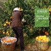 赣南脐橙75～90mm精品果 商品缩略图7