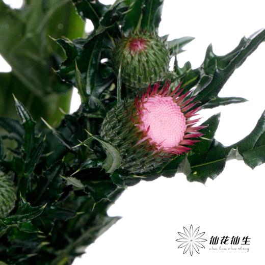 配花 | 龙眼粉色 商品图1