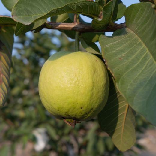 漳州奶油芭乐 口感如奶油 果味浓郁 商品图3