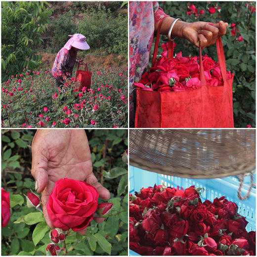 云南【冻干墨红玫瑰】花朵整洁饱满，自然花香，高花青素，山地种植无污染！ 商品图5