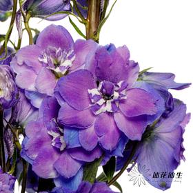 配花 | 大飞燕单边重瓣紫