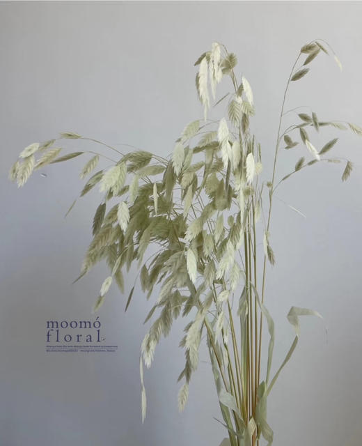 【干花】小盼草 白色  10支/扎 商品图1