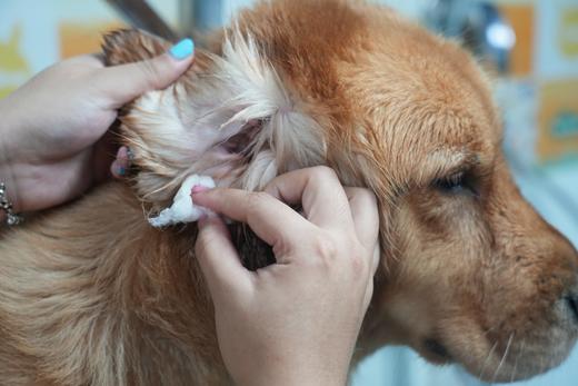 犬儿洁浴 商品图11