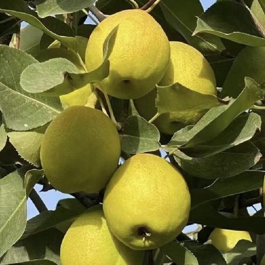新疆库尔勒香梨 Pear 1kg 商品图0