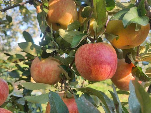 立君满满苹果 商品图2