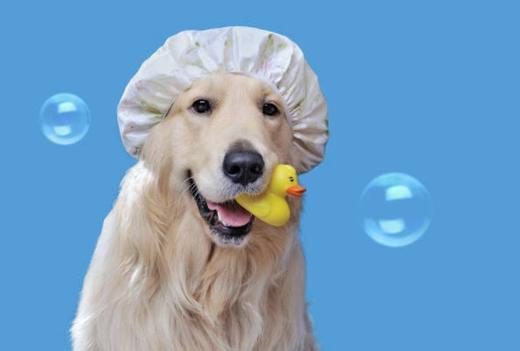 犬儿洁浴 商品图4