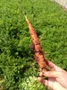 有机种植红胡萝卜&紫胡萝卜 商品缩略图1