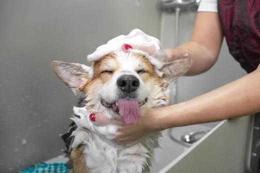 犬儿洁浴 商品图0