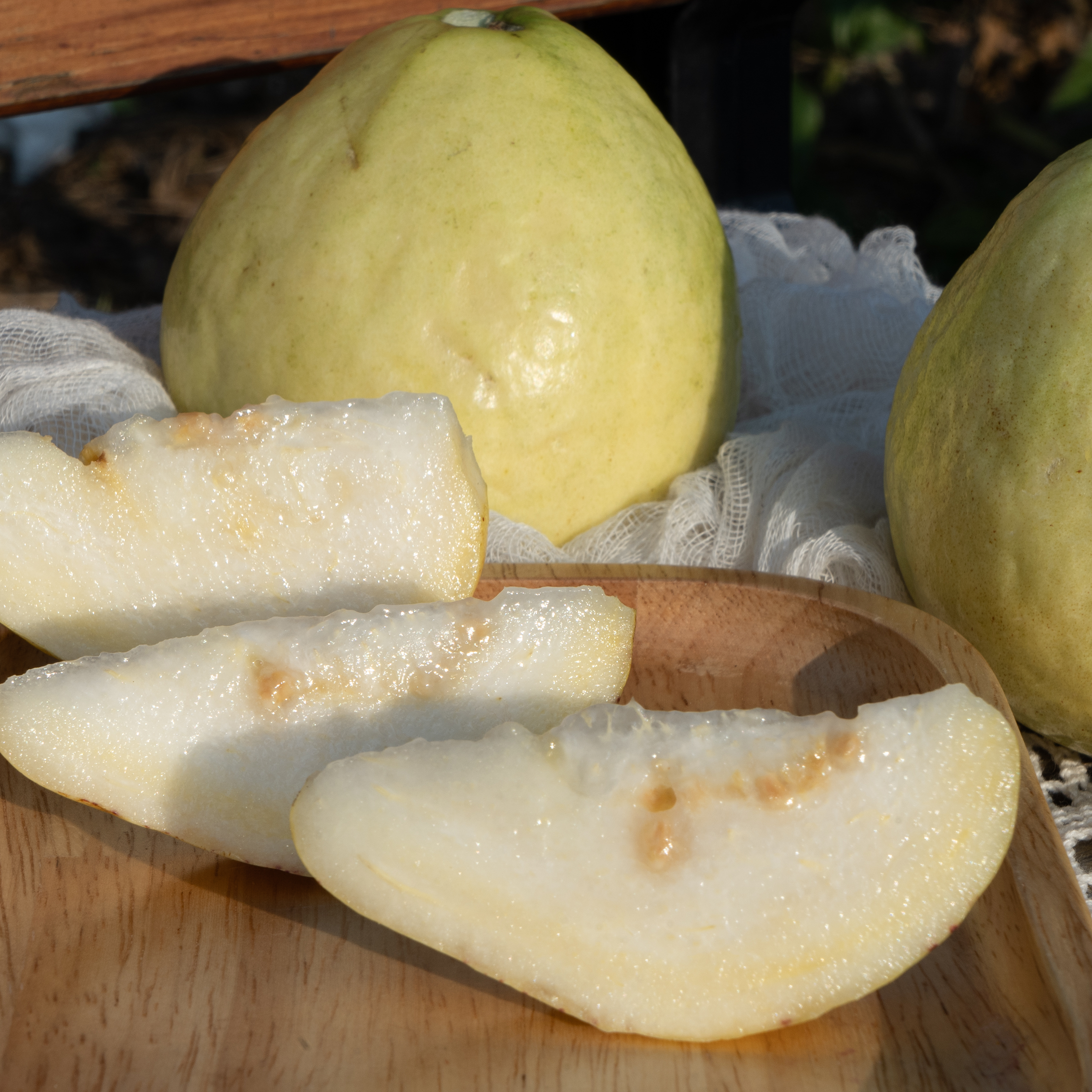 漳州奶油芭乐 口感如奶油 果味浓郁